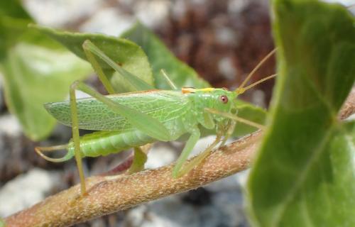Réf. 297 736 : Meconema thalassinum